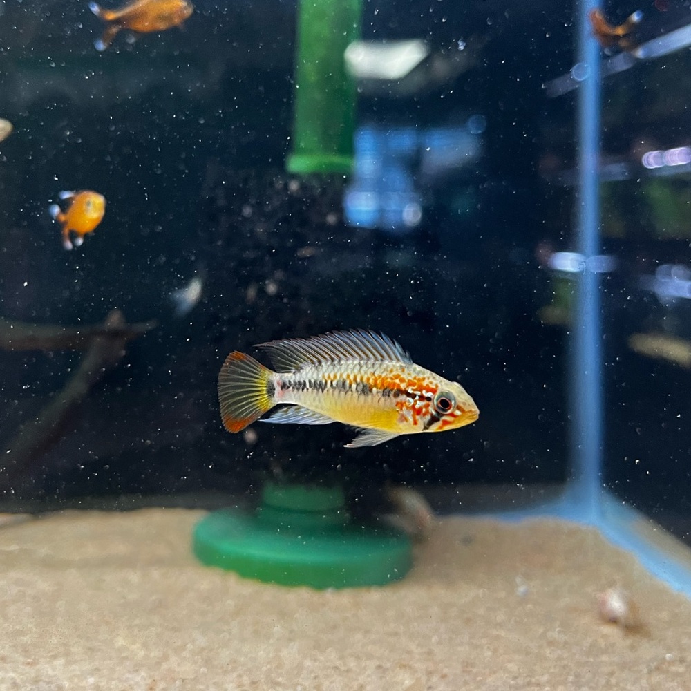 Meet your Posher, Kenan